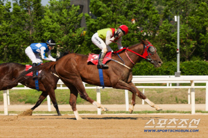 [경마] 제34회 SBS스포츠 스프린트 개최, '빈체로카발로' 독주 이어지나
