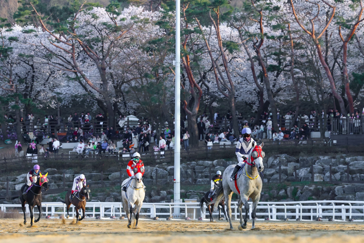렛츠런파크 서울 벚꽃축제 현장에서 펼쳐진 모의 승마경기 장면. 사진제공=한국마사회