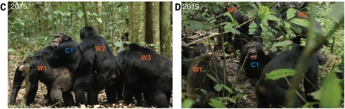 (C) 2015년, 응고고 침팬지 무리 중 서부 집단 개체들(W1, W2, W3)과 중앙 집단 개체(C1) 개체가 만나 서로 껴안으며 교류하는 모습. (D) 2019년, 같은 개체인 서부 집단 침팬지들(W1, W2, W3)이 중앙 집단 침팬지(C1)를 공격해 죽이는 모습. [Science, Aaron Sandel et al. 제공. 재판매 및 DB 금지]