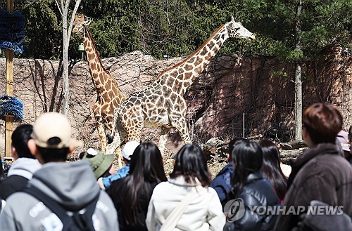 3월19일 경기도 용인시 에버랜드 워킹 사파리를 찾은 시민들이 기린을 바라보고 있다. [연합뉴스 자료사진]
