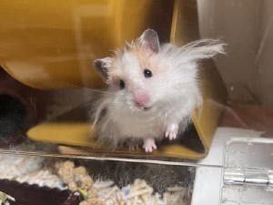 [반려동물] '세계 햄스터의 날'…소동물, 인기 속 저가분양 부작용도