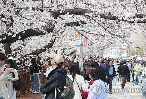 (청주=연합뉴스) 청주시는 무심천 일원에서 지난 4일부터 이어진 '2025 벚꽃축제'가 6일 마무리됐다고 밝혔다. 2025.4.12 [청주시 제공. 재판매 및 DB 금지] vodcast@yna.co.kr