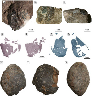한반도 백악기 '새 알' 첫 확인…발자국 미스터리 풀렸다