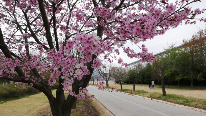 <경정> '지는 벚꽃이 아쉽다면 겹벚꽃 어때요?' 미사경정공원, 서울 근교 봄나들이 명소로 주목