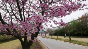 <경정> '지는 벚꽃이 아쉽다면 겹벚꽃 어때요?' 미사경정공원, 서울 근교 봄나들이 명소로 주목
