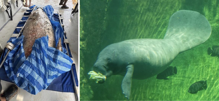 머리 잘린 채 발견된 '인어'…절단면 정교, 전문가 소행 가능성