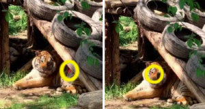 동물원 호랑이 눈에 레이저 쏜 남성 '공분'…