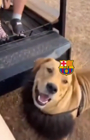 UCL 준결승 진출한 AT마드리드, '사자→강아지' 변신 밈 영상으로 바르셀로나를 심하게 조롱했다