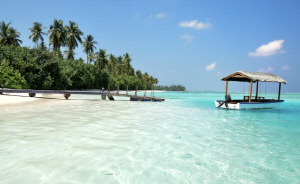 유명 휴양지 신혼여행의 '비극'…상어 공격에 다리 절단·중태