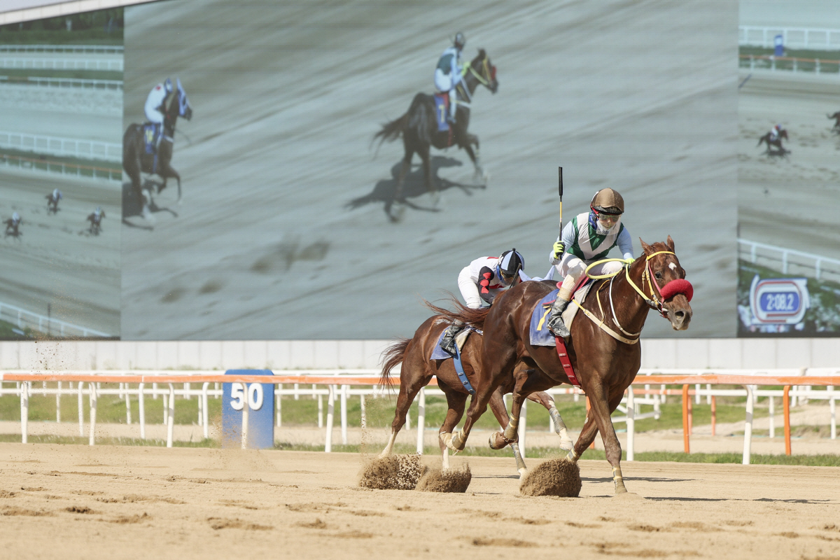 강풍마. 사진제공=한국마사회