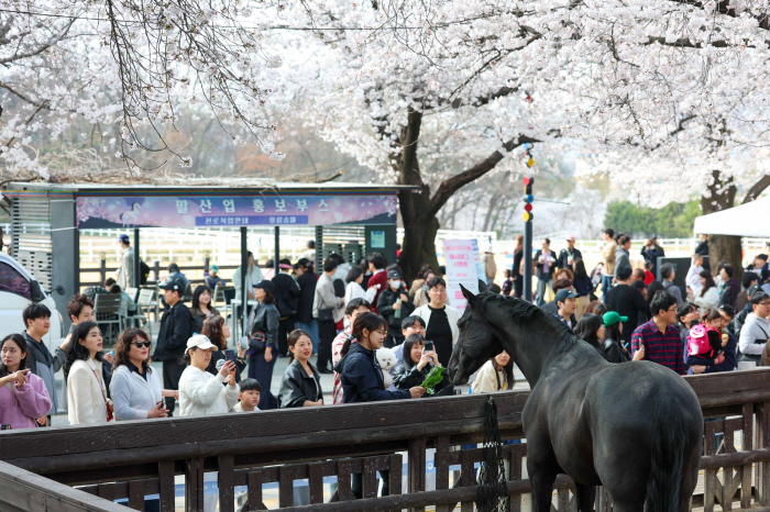 [경마] 28만 인파 몰린 馬시멜로… 렛츠런파크 서울  벚꽃축제 성료