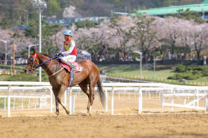 [경마] 빈체로카발로, 제34회 SBS스포츠 스프린트도 제패… 스프린터 시리즈 2연패 청신호