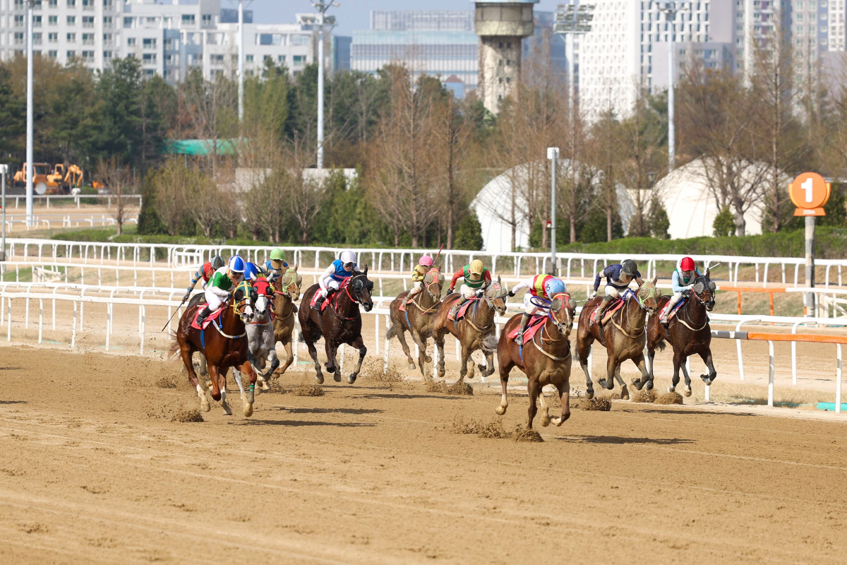 빈체로카발로(오른쪽에서 세번째)가 SBS스포츠스프린트에서 선두를 질주하고 있다. 사진제공=한국마사회