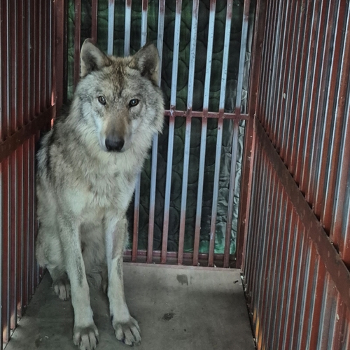 `늑구 탈출` 대전시장·도시공사 사장 사과…"재발방지 노력"