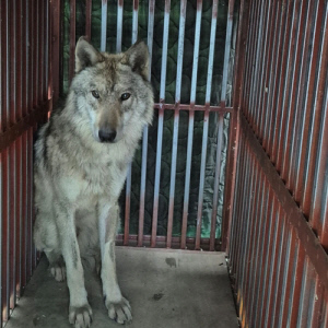 `늑구 탈출` 대전시장·도시공사 사장 사과…