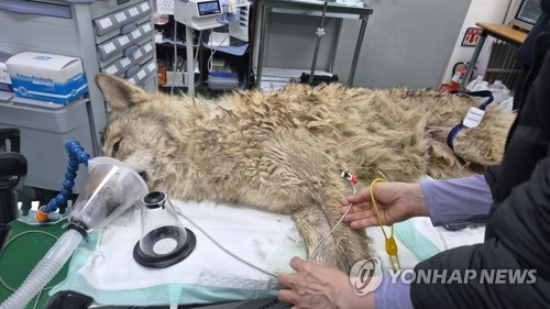 9일만에 돌아온 늑구…"건강 회복하고 안정될 때까지 보호 예정"