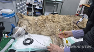 9일만에 돌아온 늑구…