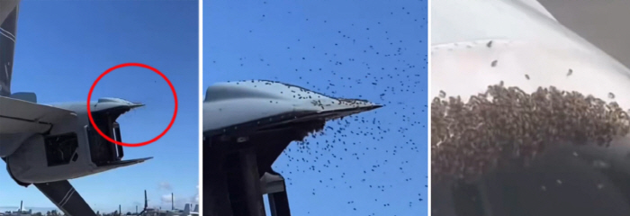 까마귀 이어 이번엔 벌떼…이스라엘 군용기 이륙 막혀 "재앙 징조?"