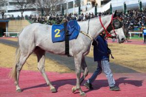 [경마] 봄 암말 최강전 '제37회 뚝섬배(G2)' 개최… 퀸즈투어 S/S의 제2관문 돌입