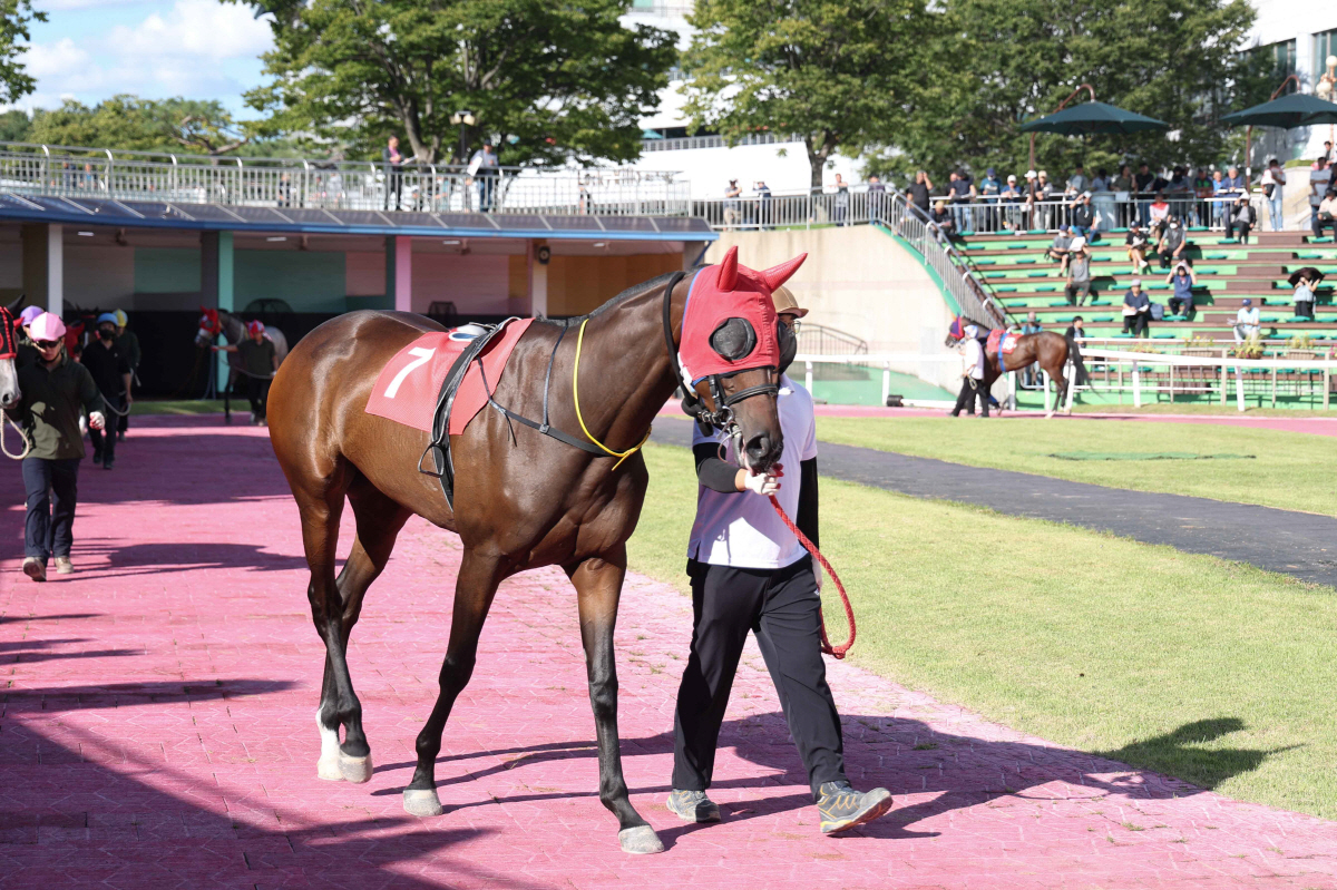 2025년 제주특별자치도지사배에 출전한 보령라이트퀸. 사진제공=한국마사회