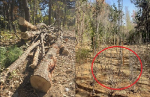 자전거길 만든다고 벌목 논란…세계평화의 숲 이달 복원 완료