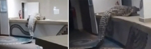 유명 호텔 내부에 3.6m 악어 난입…주방 조리대에 자리 잡아