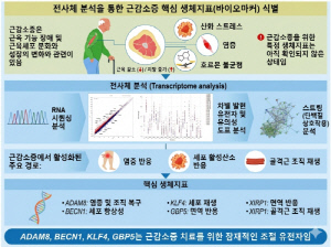 "근육 줄어드는 이유 찾았다"…아시아인 근감소증 핵심 유전자 4종 국내 최초 규명