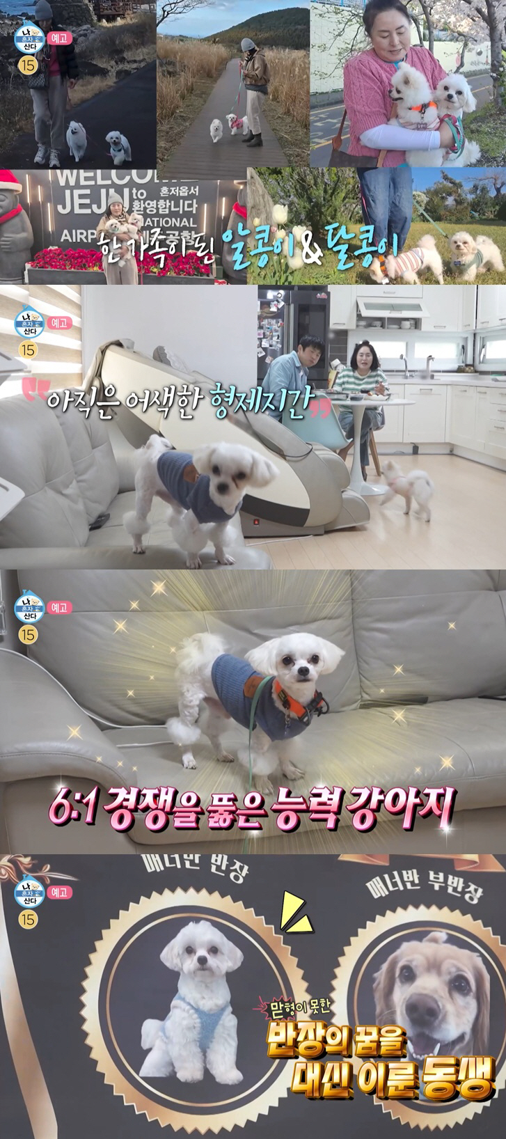 '제주도 집 선물' 기안84, 유기견 입양 후 고백 "자식 있었다면 엄마가..." 묘한 심경