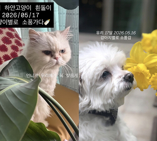 허안나, 친언니 잃고 오열했는데..연이은 가족과의 이별, 하루새 반려견·반려묘 떠나보냈다