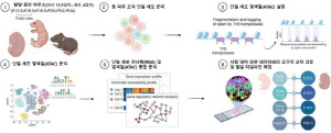 "탈모·흉터 없는 피부 재생, 태아 피부에서 실마리 찾았다"