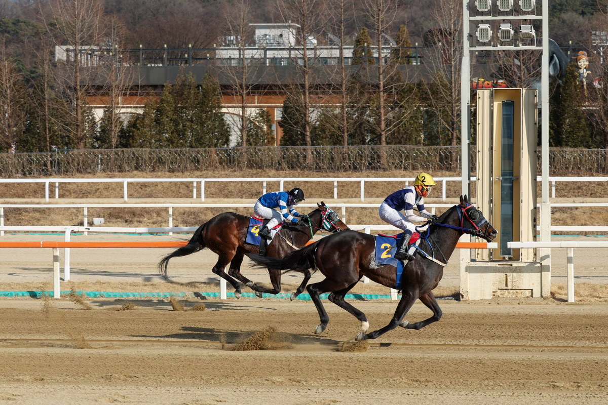 2026년 세계일보배에서 결승선을 통과하는 스피드영(오른쪽). 사진제공=한국마사회