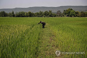 [사이테크 ] "지난 60년간 벼논 온실가스 배출 2배 증가…메탄 배출 급증"
