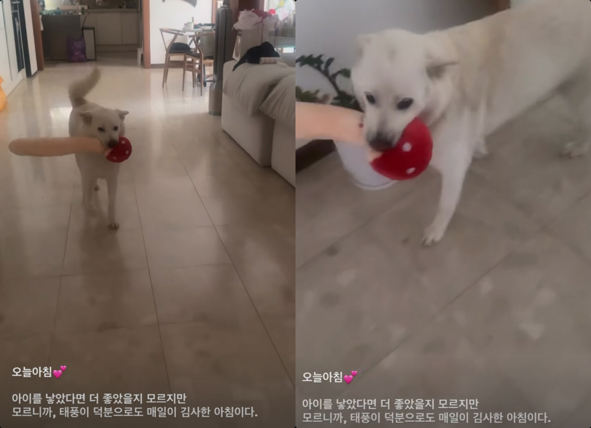 '2세 포기' 심진화, 뭉클 고백 "아이 낳으면 더 좋았겠지만, 반려견으로도 감사"
