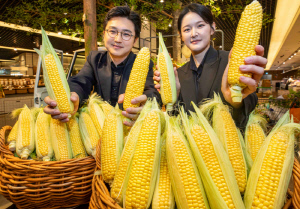 기후변화로 일찍 선보인 초당옥수수…과일처럼 먹는 'MZ 디저트'로 수요 ↑