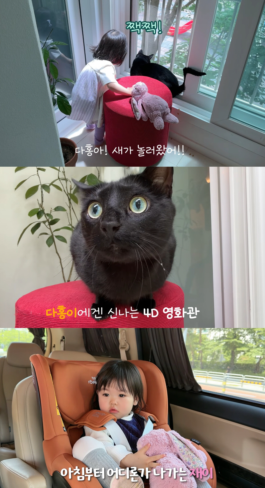 애 낳고 고양이는 뒷전?..박수홍, '홀대 의혹' 부인하듯 올린 다홍이 근황