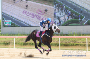 [경마] 적수 없었다…‘클린원’, 부산광역시장배 6마신 차 압승