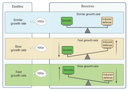 성장 속도가 비슷한 식물(Similar growth rate)의 휘발성유기화합물(VOCs)은 노출됐을 때는 거의 영향을 받지 않지만, 성장 속도가 빠른 식물(Fast growth rate)이 성장이 느린 식물(Slow growth rate)의 VOCs에 노출되면 성장을 줄이는 대신 방어 체계에 더 많은 자원을 배분한다. 반대로 느리게 자라는 식물은 빠르게 자라는 식물의 VOCs에 노출되면 방어보다 성장에 더 많은 자원을 투입하게 된다. [Journal of Experimental Botany, Velemir Ninkovic et al. 제공. 재판매 및 DB 금지]