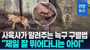 "체중 3㎏ 불고, 잘 뛰어놀아요"…두 달 만에 다시 만난 늑구