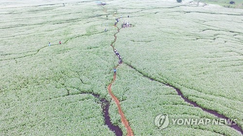 (서귀포=연합뉴스) 박지호 기자 = 2016년 5월 28일 제주 서귀포시 성읍리 보롬왓 메밀밭을 찾은 관광객들이 활짝 핀 메밀꽃의 정취를 즐기고 있다. 2016.5.28 jihopark@yna.co.kr