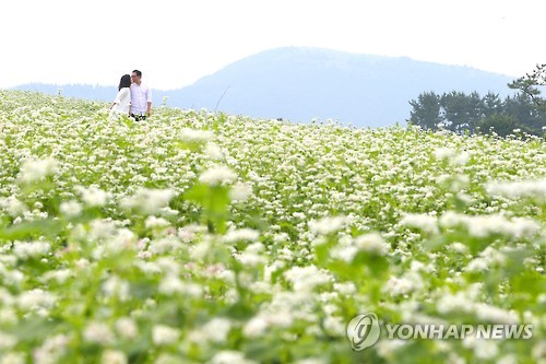 (서귀포=연합뉴스) 박지호 기자 = 2016년 5월 28일 제주 서귀포시 성읍리 보롬왓 메밀밭을 찾은 관광객들이 활짝 핀 메밀꽃의 정취를 즐기고 있다. 2016.5.28 jihopark@yna.co.kr