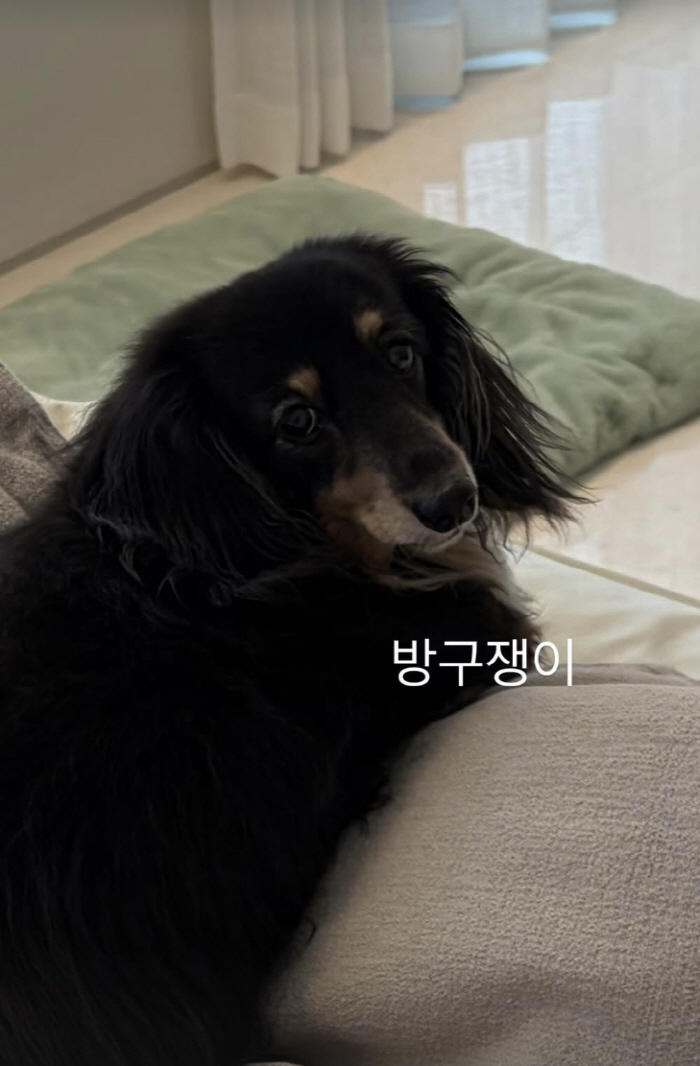 정경호, '14년 열애' 최수영과 결별 인정 당일 공개한 사진..함께 키운 반려견에 애틋