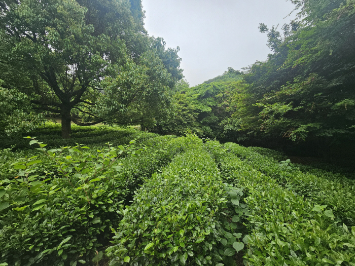 ◇At the midpoint between the entrance to Gangjin Baengnyeonsa Temple and the temple itself, there is a tea field managed directly by monks. Photo=Kim