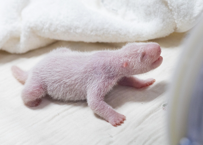 ◇A baby panda during its first health checkup on day two after birth. Photo courtesy of Everland
