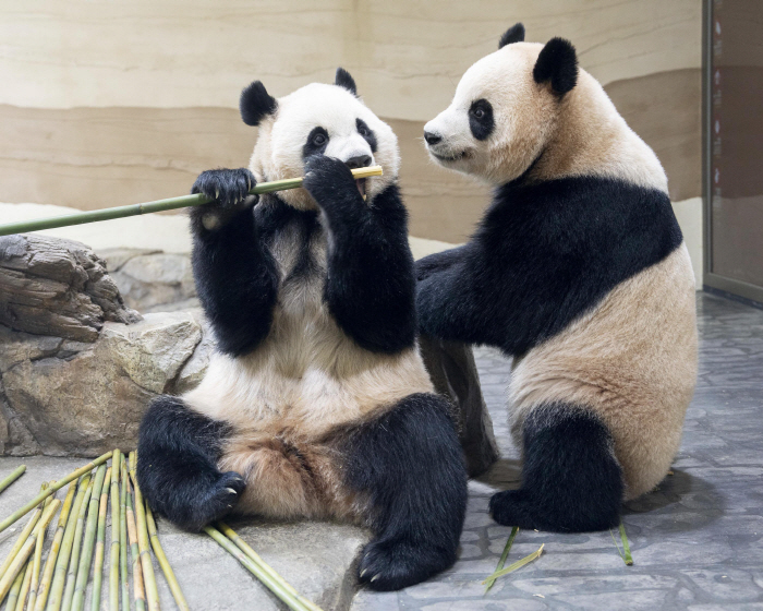◇Twin pandas Rui Bao and Hui Bao at Everland Panda Second House. Photo courtesy of Everland