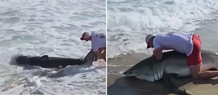 'Otter Catches Shark'... Man Wrestles a Giant Great White Shark Barehanded on a Beach and Rides It