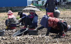 [전국레이더] 외국인 계절근로자 10년, 농촌 인력난 '숨통'…부작용도 속출