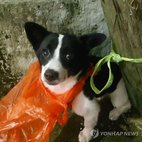 (부산=연합뉴스) 부산동물학대방지연합은 부산진구 골목에서 머리 부분에 비닐봉지가 씌워진 채 유기된 강아지가 발견됐다고 밝혔다. 사진은 사건 당시 발견된 강아지 모습. 2023.7.11 [부산동물학대방지연합 제공. 재판매 및 DB금지] psj19@yna.co.kr