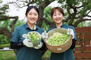 에버랜드 가든패스 활용법 "여름철 매실따기 이색체험 즐겨요"