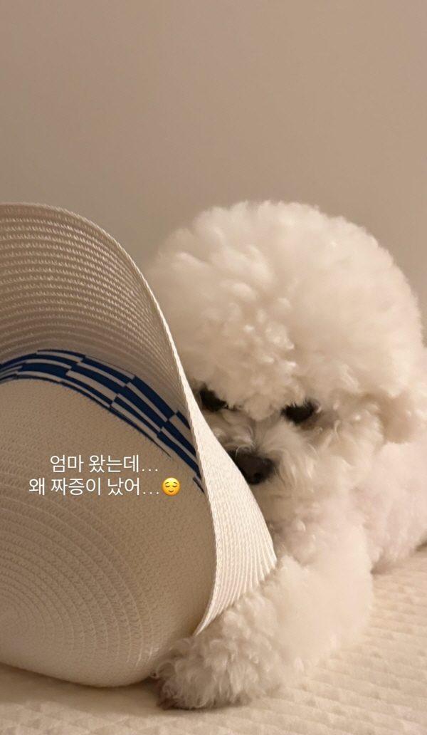 송혜교 “엄마 왔는데 왜 짜증이 났어”..반려견 세모눈에 당황