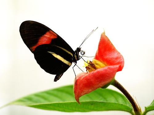 주둥이에 꽃가루를 묻히고 있는 헬리코니우스 멜포메네(Heliconius melpomene) 나비. [Louise Bestea 제공. 재판매 및 DB 금지]